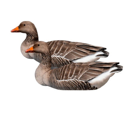 Alternative view of FUD Grágæsir