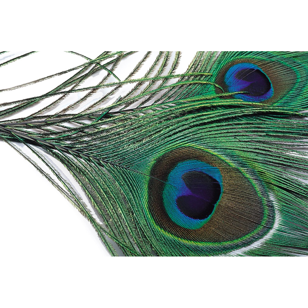 Veniard Peacock Eye Natural